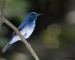 Hainan Blue Flycatcher
