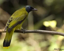 Black-headed Bulbul