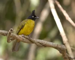 Black-crested Bulbul