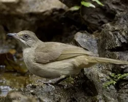Streak-eared Bulbul