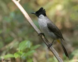 Sooty-headed Bulbul