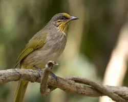 Striped-throated Bulbul