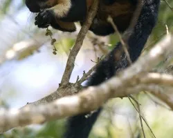 Black Giant Squirrel