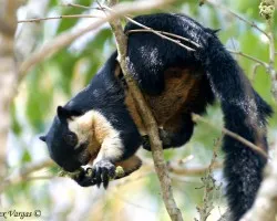 Black Giant Squirrel - close up