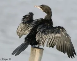 Phalacrocorax niger