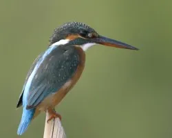 Common Kingfisher desde el Carro 1