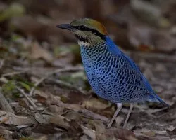 Blue Pitta