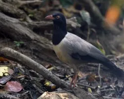 Coral-billed Ground-Cuckoo 1