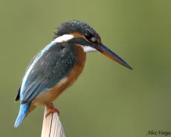 Common Kingfisher desde el Carro 2