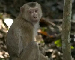 Pig-tailed Macaque