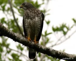 Halcon de Andres