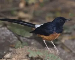 White-rumped Shama macho