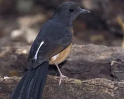 White-rumped Shama hembra