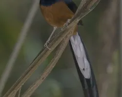 White-rumped Shama macho 2