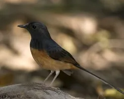 White-rumped Shama hembra 2