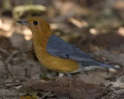 Orange-headed Thrush - macho