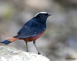 River Chat 1