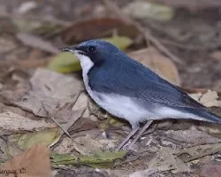 Siberian Blue Robin - macho