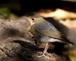 Siberian Blue Robin - juvenil