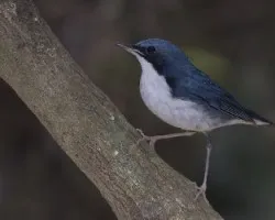 Siberian Blue Robin 2