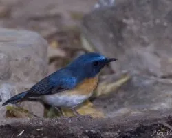 Tickells Blue Flycatcher - macho