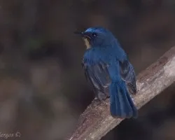 Tickells Blue Flycatcher - macho 2