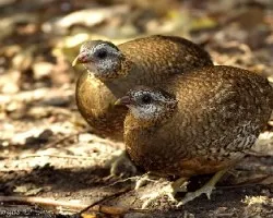 Scaly-breasted Partridge - pair