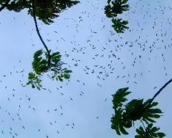 Migracion de Gaviluchos