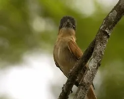 Rose-throated Becard - hembra 1