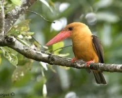 Brown-winged Kingfisher 1