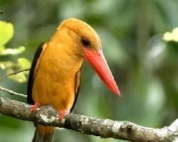 Brown-winged Kingfisher 2
