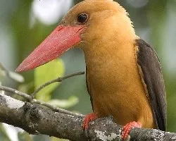 Brown-winged Kingfisher - una mas