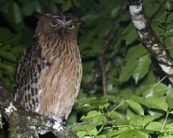 Buffy Fish-Owl