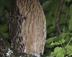 Buffy Fish-Owl 2