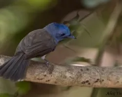 Black-naped Monarch female