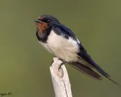 Barn Swallow