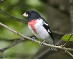 Pheucticus ludovicianus