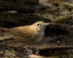 Abbots Babbler en la Ducha