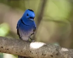 Black-naped Monarch - male