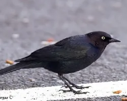 Brewers Blackbird