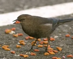 Brewers Blackbird - hembra