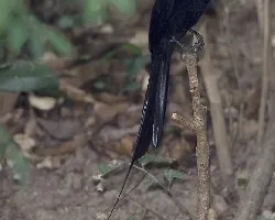 Greater Racket-tailed Drongo