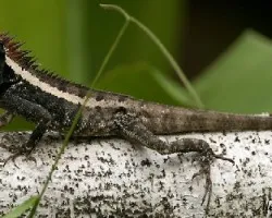 Copper-headed Lizard