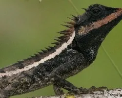 Copper-headed Lizard - close up