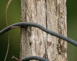 Orange-headed Lizard