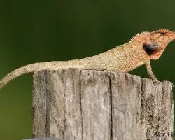 Orange-headed Lizard - close up