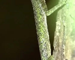 Green and Gold Flying Lizard