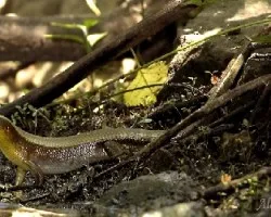 Golden Ground Lizard
