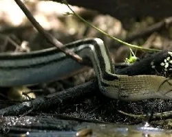 Copperhead Ratsnake