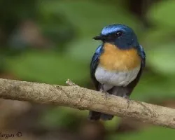 Thikells Blue Flycatcher - male 1